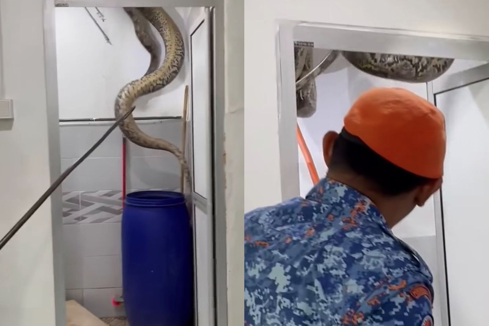 嚇出陰影！浴室天花板破洞「深處藏花布」　超粗巨蟒墜落驚呆地方媽媽