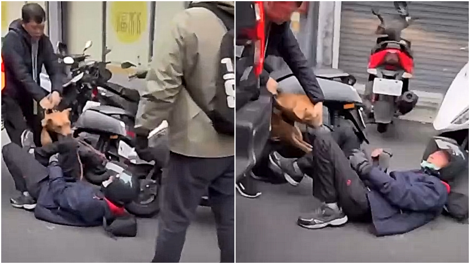 比特犬「Lucky」昨再次跳窗咬人，飼主也拉不開。（翻攝記者爆料網）