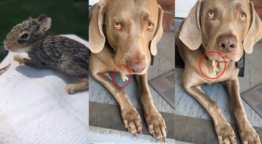 威瑪獵犬安迪嘴裡小心翼翼地含著兔寶寶。（翻攝自tiktok@joliva8705）