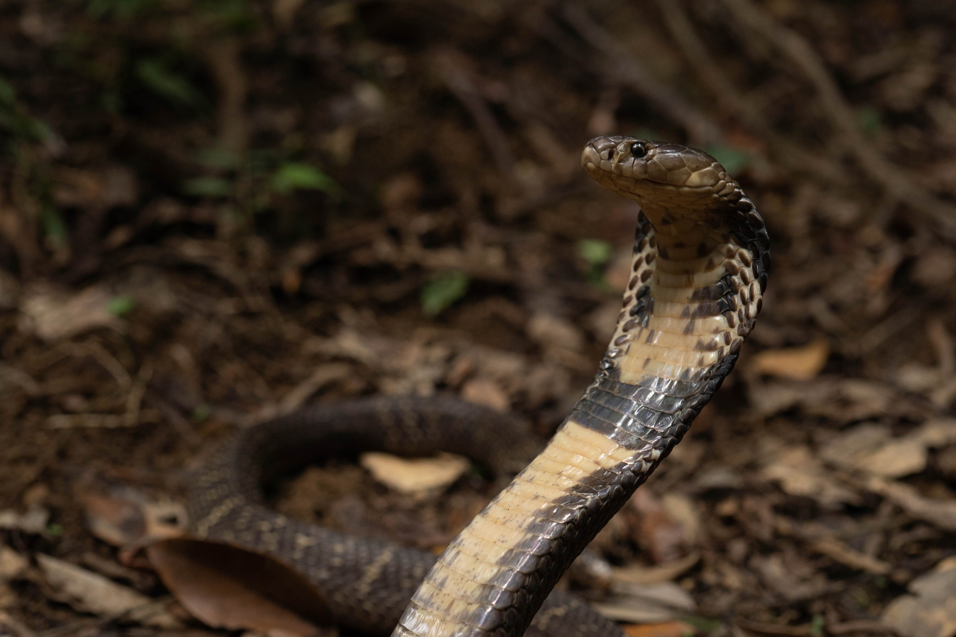 北市動保處表示，蛇類每年3、4月因氣溫回升活動增加，屬正常現象。圖為台灣常見毒蛇眼鏡蛇。（北市動保處提供）