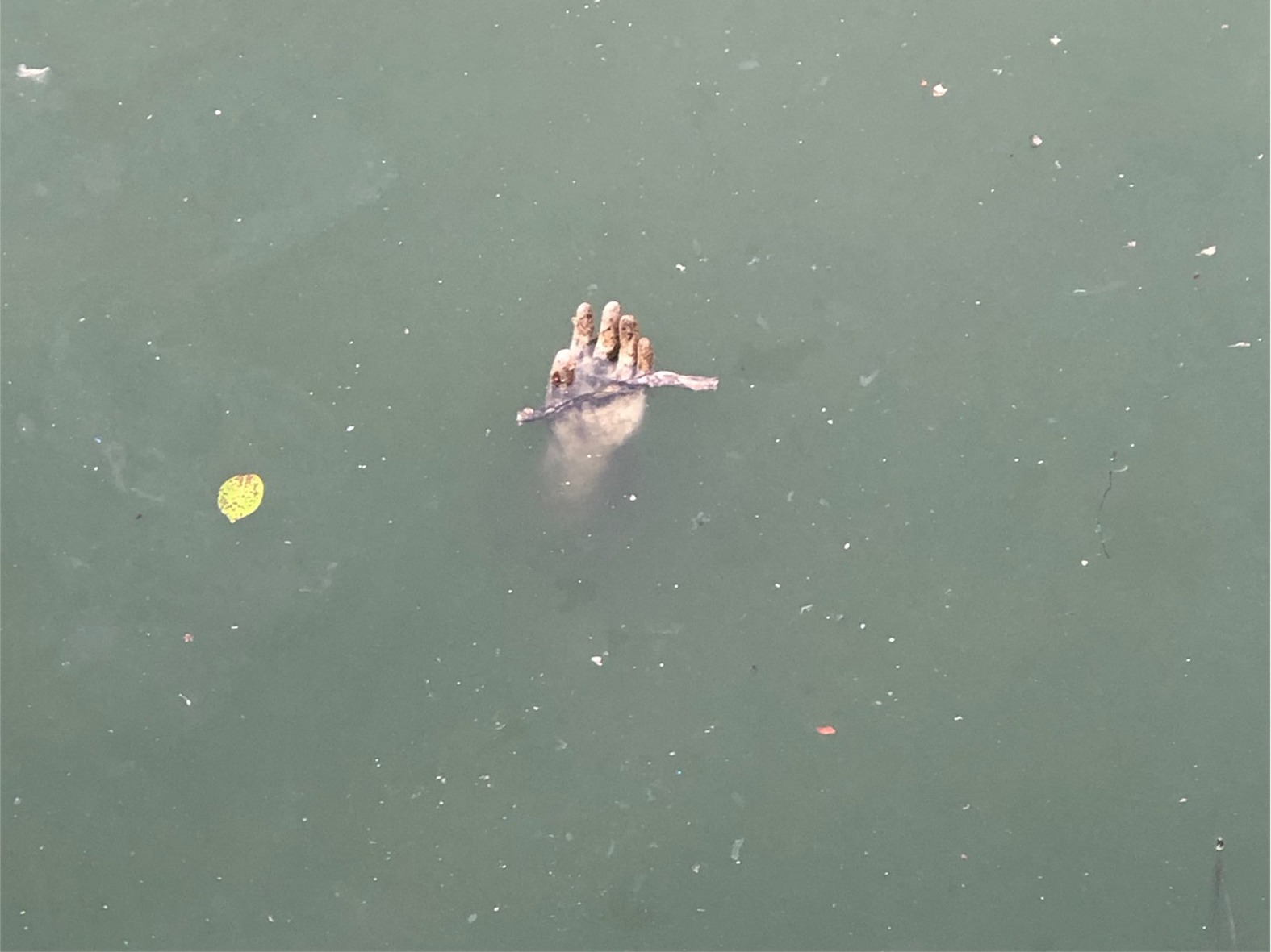 這隻手，看了讓人毛骨悚然！「水鬼出沒」真相大公開。（翻自《Sanook》）