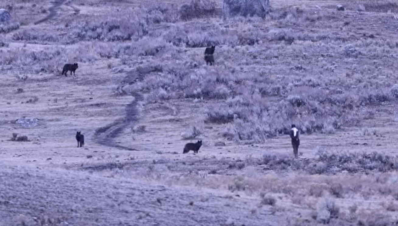 一名男子在黃石國家公園遇到5隻狼,竟上前挑釁。(翻攝畫面)