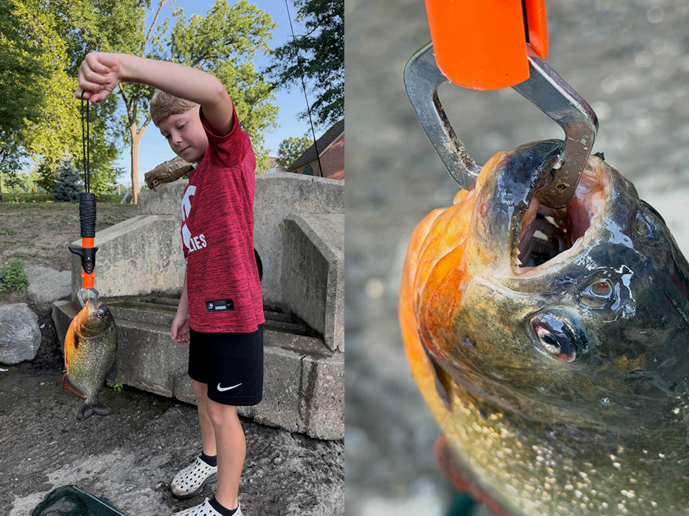 美國賓州一名8歲男童與父親到湖邊釣魚，意外釣起一條重達2磅的紅腹食人魚。（翻攝自臉書Mike Coffey）