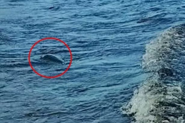 今年再度有目擊者拍攝到尼斯湖水怪短暫露出水面的畫面。（翻攝X@RichardIIIGhost）