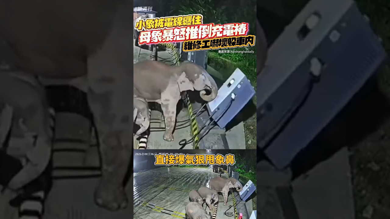小象被電線纏住!母象暴怒「推倒充電樁」 維修工嚇壞躲車內#鏡週刊