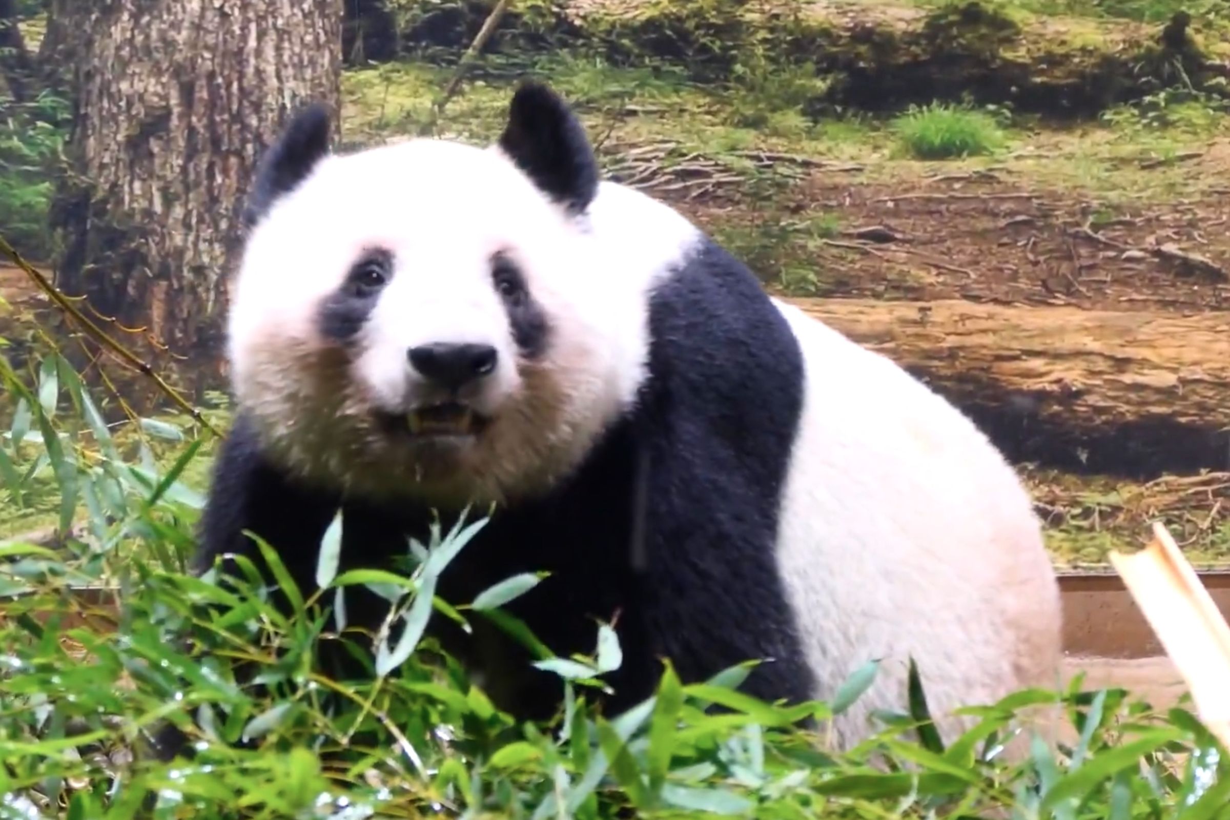 旅居日本東京上野動物園的貓熊龍鳳胎「曉曉」與「蕾蕾」如期於2月前返回中國。(翻攝自上野動物園X)
