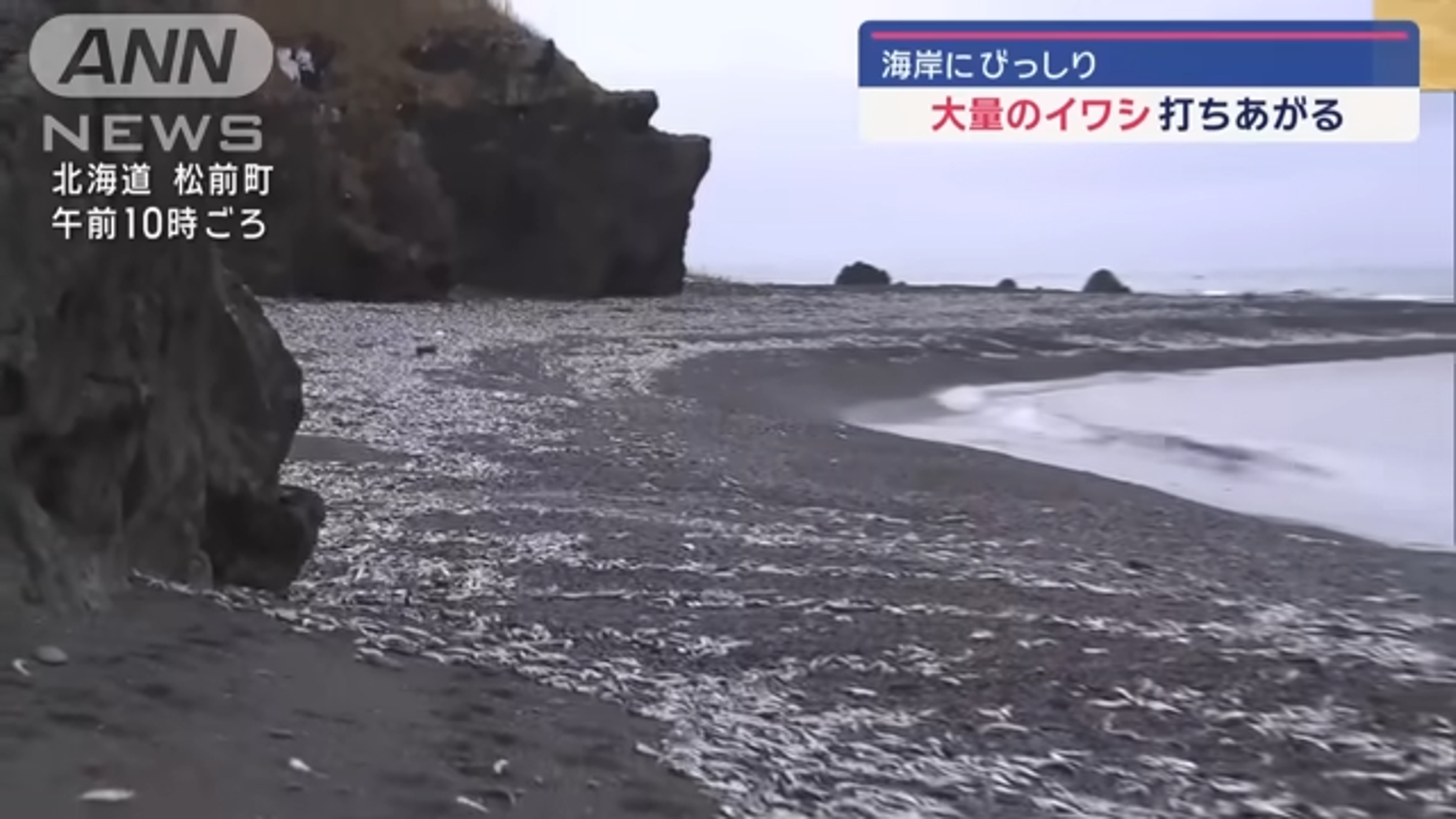 海岸上佈滿了沙丁魚的屍體，數量已不計其數，清理難度相當高，廢棄處理需更長時間。（翻攝自YouTube ＠HTB北海道ニュース）