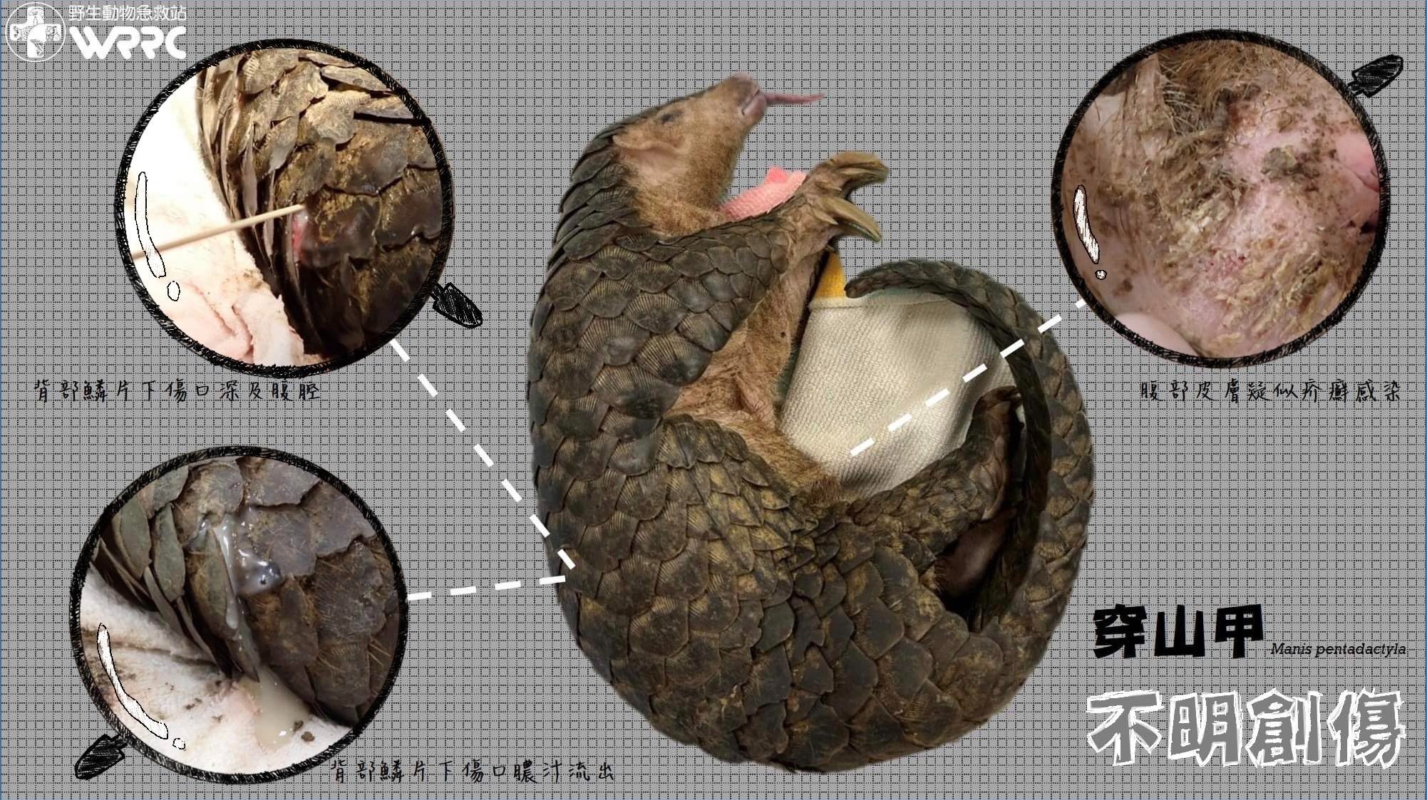 穿山甲雖擁有完整尾巴，卻有個極深的穿刺傷，經獸醫評估決定人道處理。（翻攝自野生動物急救站臉書）
