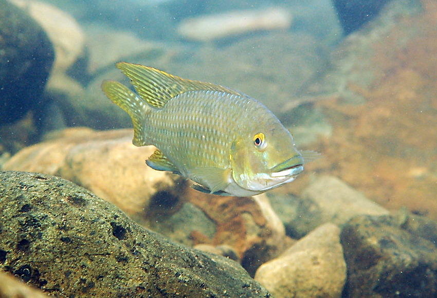 不同於台灣，印尼人相當喜愛吃吳郭魚。（翻攝台灣魚類資料庫網站）
