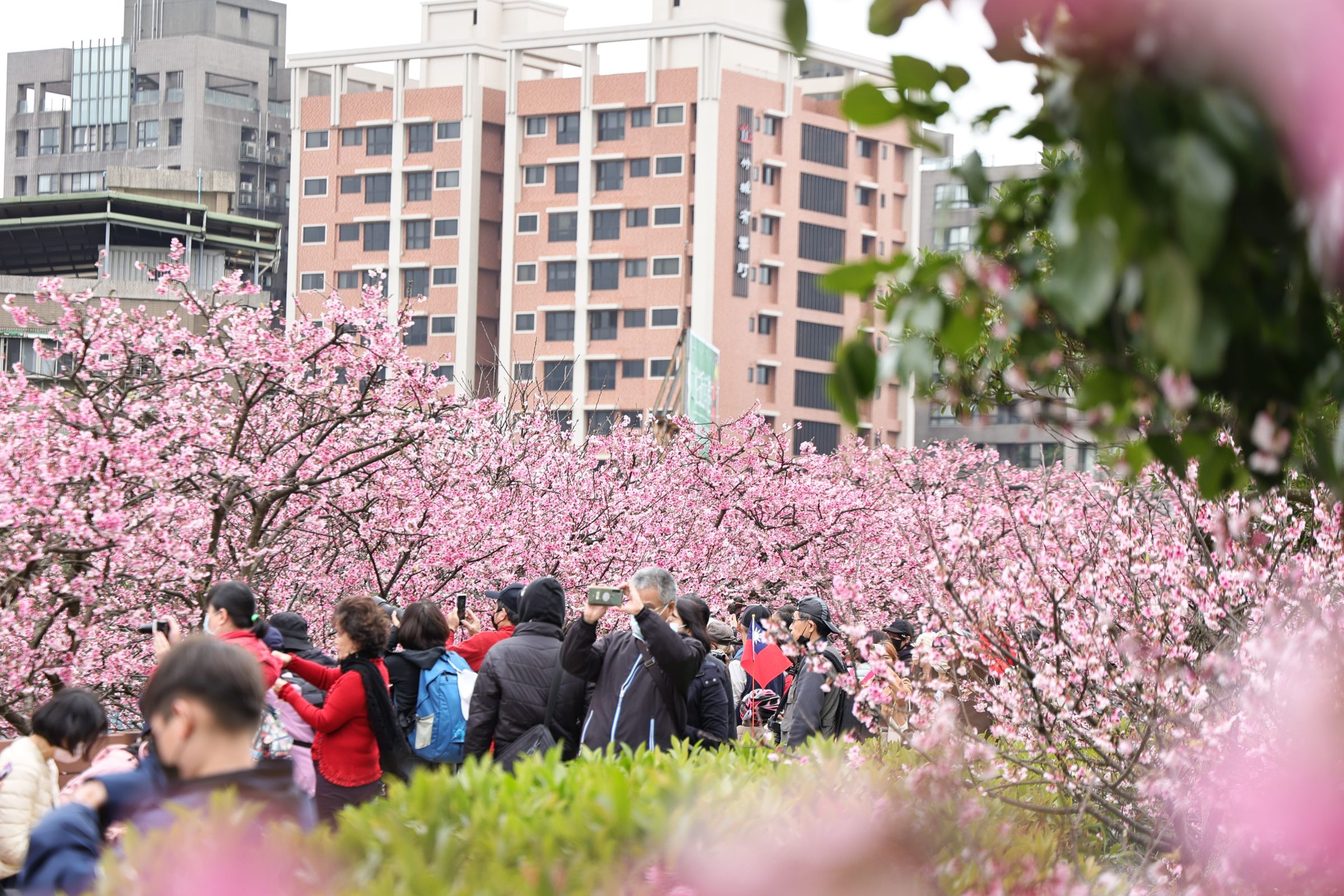 2025樂活夜櫻季即將於今日起至2月15日(六)在樂活公園盛大展開,展覽為期23天。(北市公園處提供)