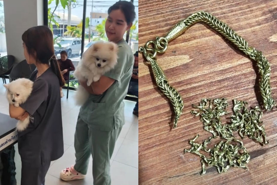 家中2隻博美犬誤食大量金項鍊碎塊，最終不得不緊急動刀救命。（翻攝自TikTok＠pompomgang888）