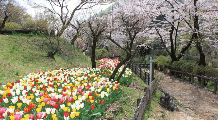 榮景不再！吾妻公園的鬱金香遭不速之客當成「自助餐」，短短半個月就毀掉鬱金香祭。（翻攝自桐生市觀光物產協會官網）