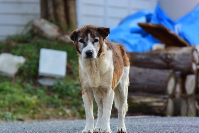 南韓今召開全體會議，審議禁食狗肉法案。（示意圖，photo-ac）