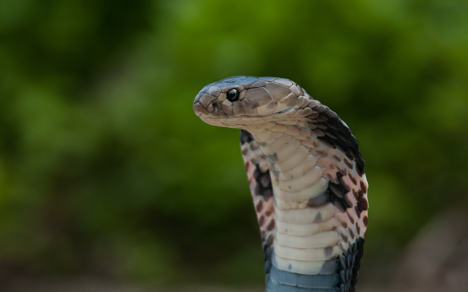 近期正值眼鏡蛇繁殖季。（翻攝自臺灣生命大百科／劉俊甫）