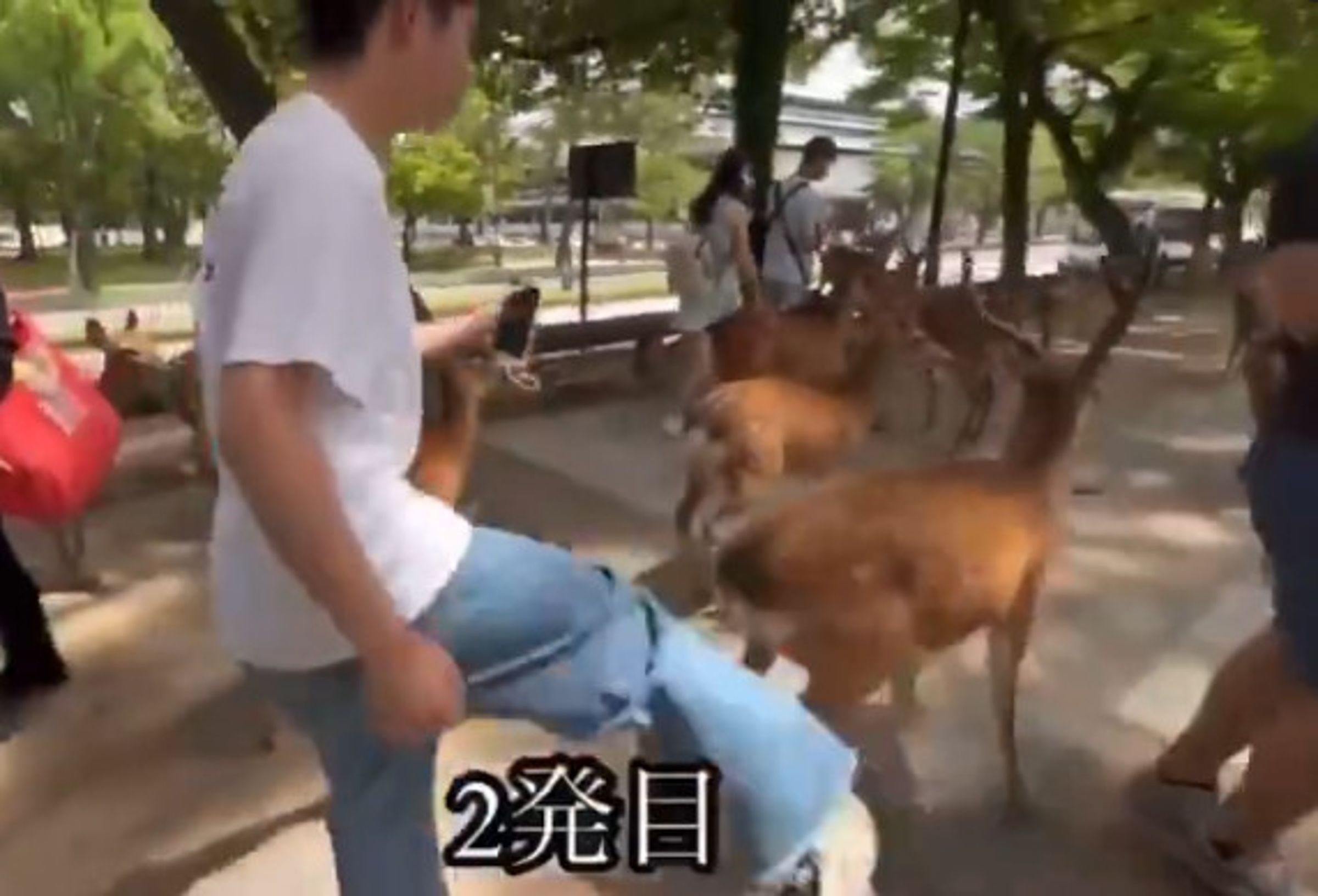 中國遊客暴力踹鹿，引發日本當地民眾憤怒。（翻攝X@alfalfaGeinow）