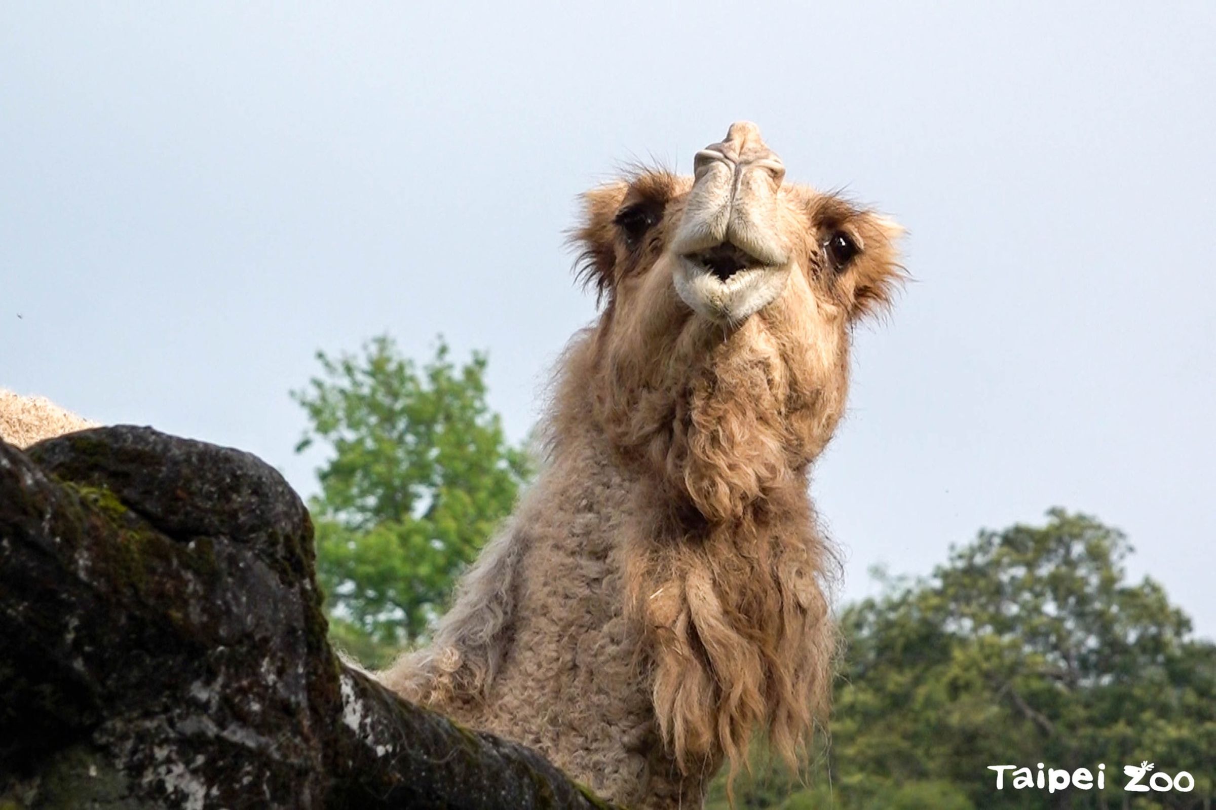 台北市立動物園內最後1隻單峰駱駝「玉葉」離世。(翻攝動物園臉書)
