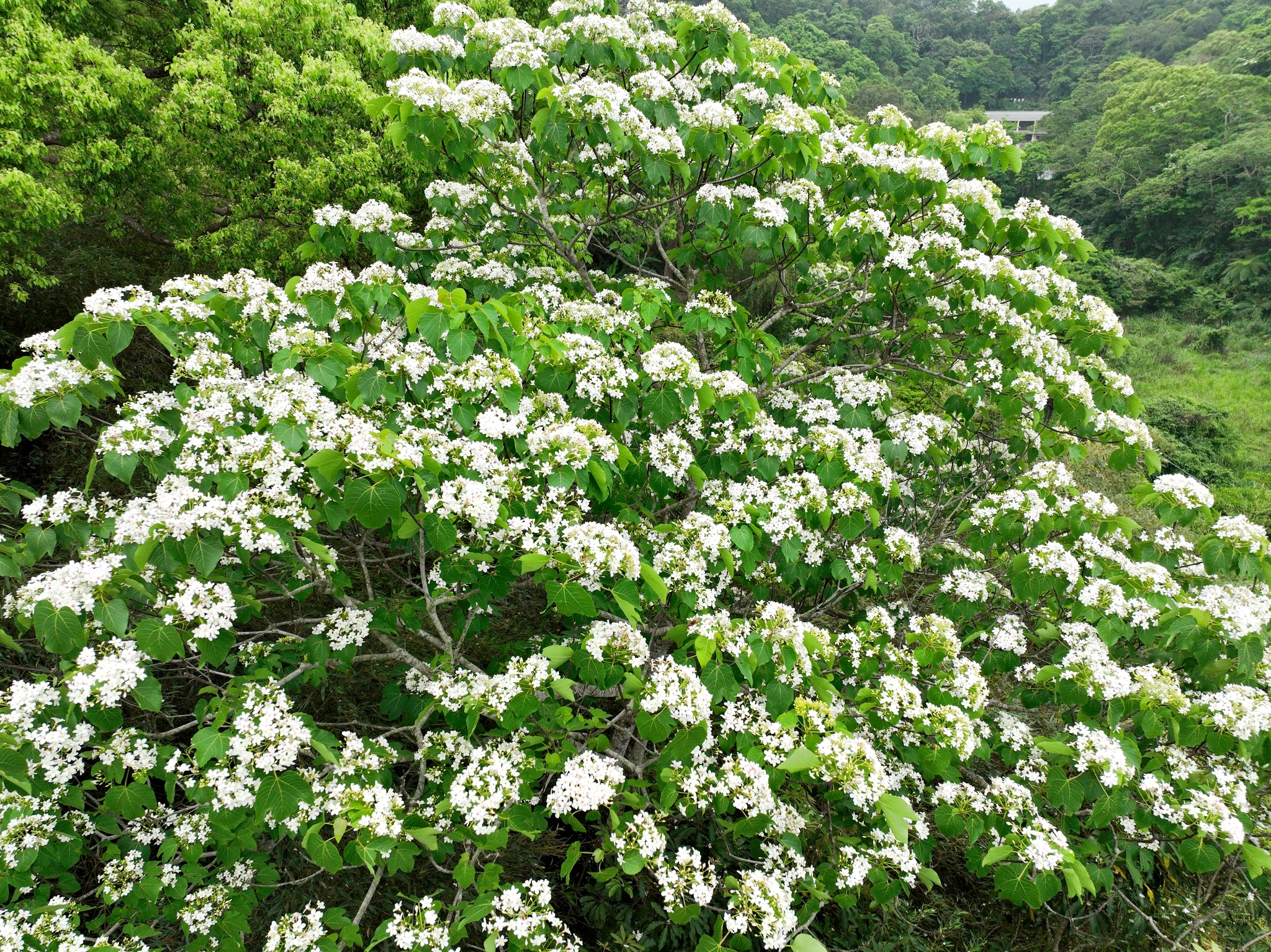 浪漫桐聚在竹縣，山林枝頭披上一襲優雅的四月雪。（新竹縣政府提供）