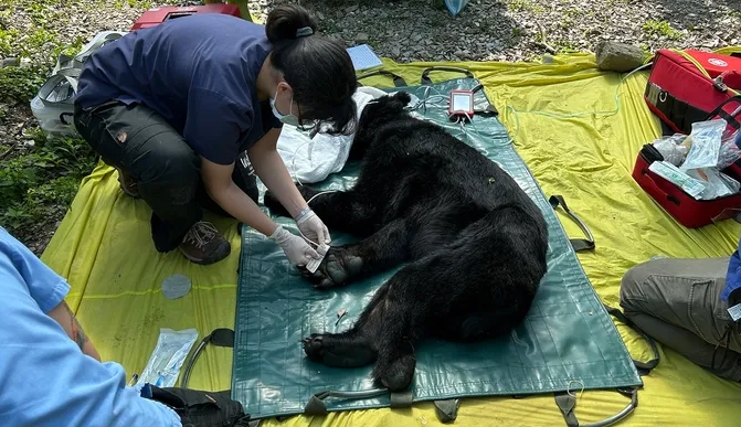 這隻斷掌黑熊「達古阿里」2023年就曾因接近人類部落而受困陷阱，獲救治療後去年底才進行野放。（林保署花蓮分署提供）