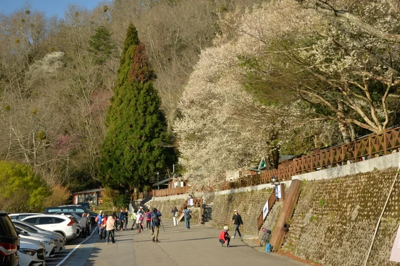賞花正是時候！櫻王滿開約8成，遊客注意賞花時別踏入植栽區。（雪管處提供）