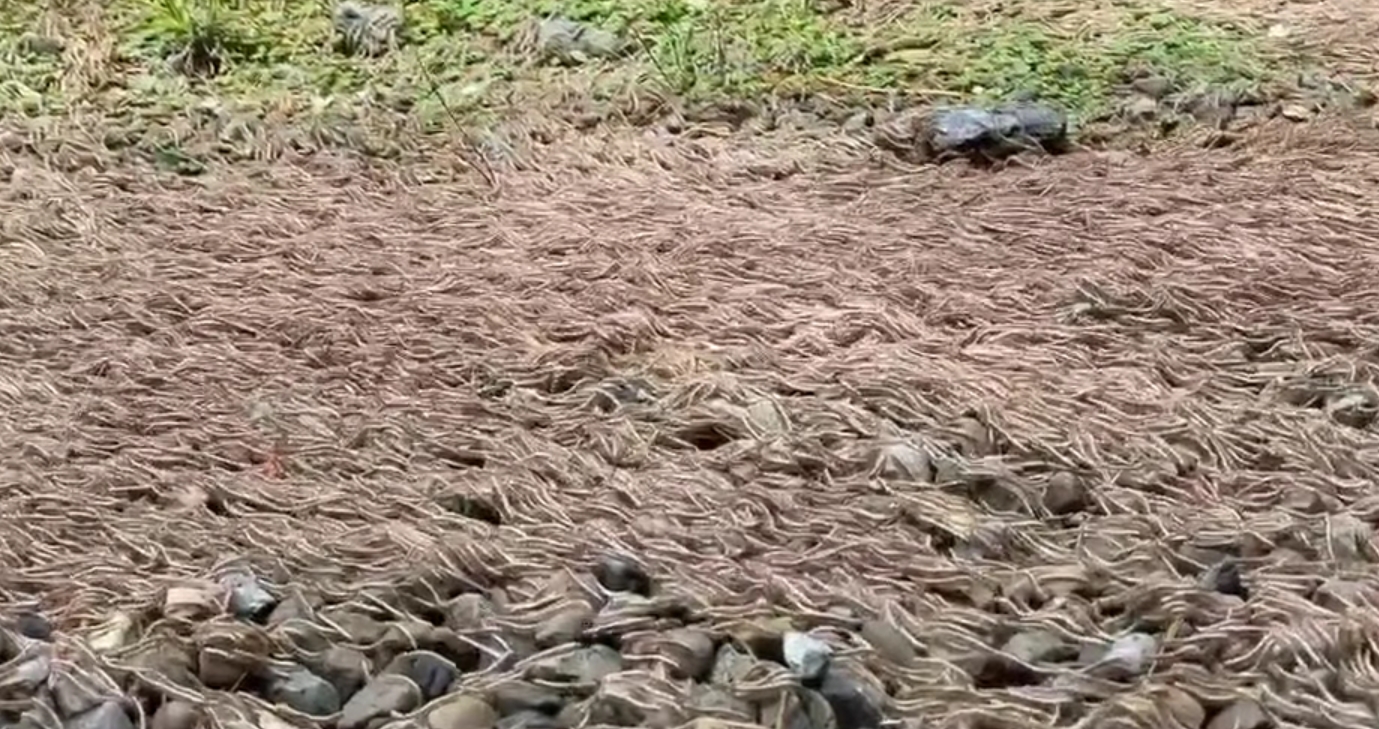 昆蟲專家則指出，馬陸種類很多，每種的習性也不太相同，大量出沒可能為交配季節或下雨所致。（示意圖，翻攝自臉書）