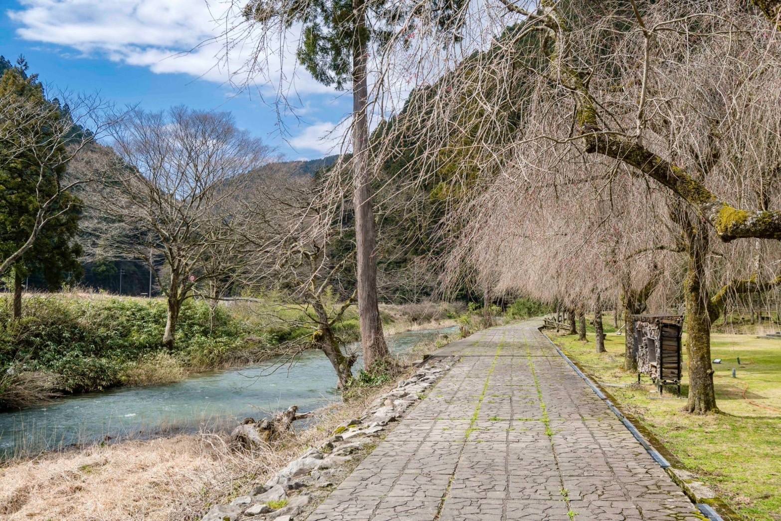 團員們指控賞櫻景點的櫻花並未全部綻放，令人掃興。（讀者提供）