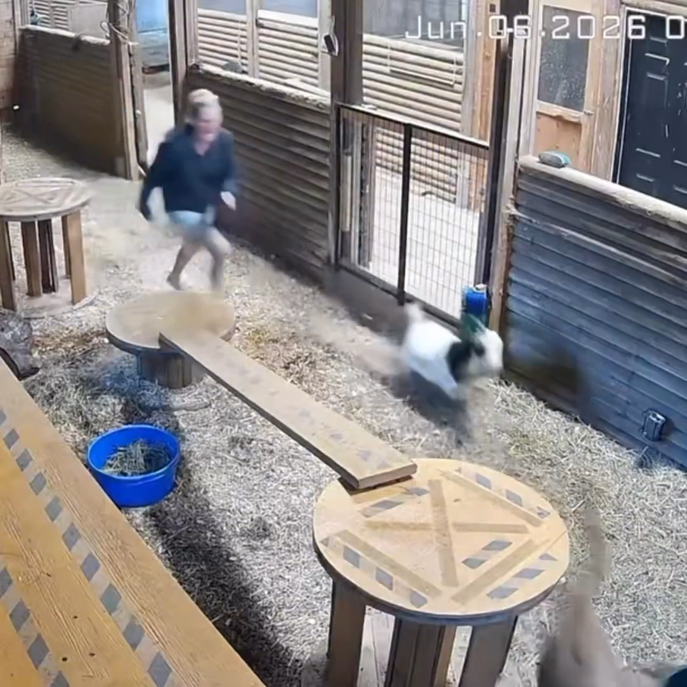 在吉娜摩爾「出腳」驅趕後,美洲獅迅速逃離現場,小羊則幸運脫困。(翻攝X)