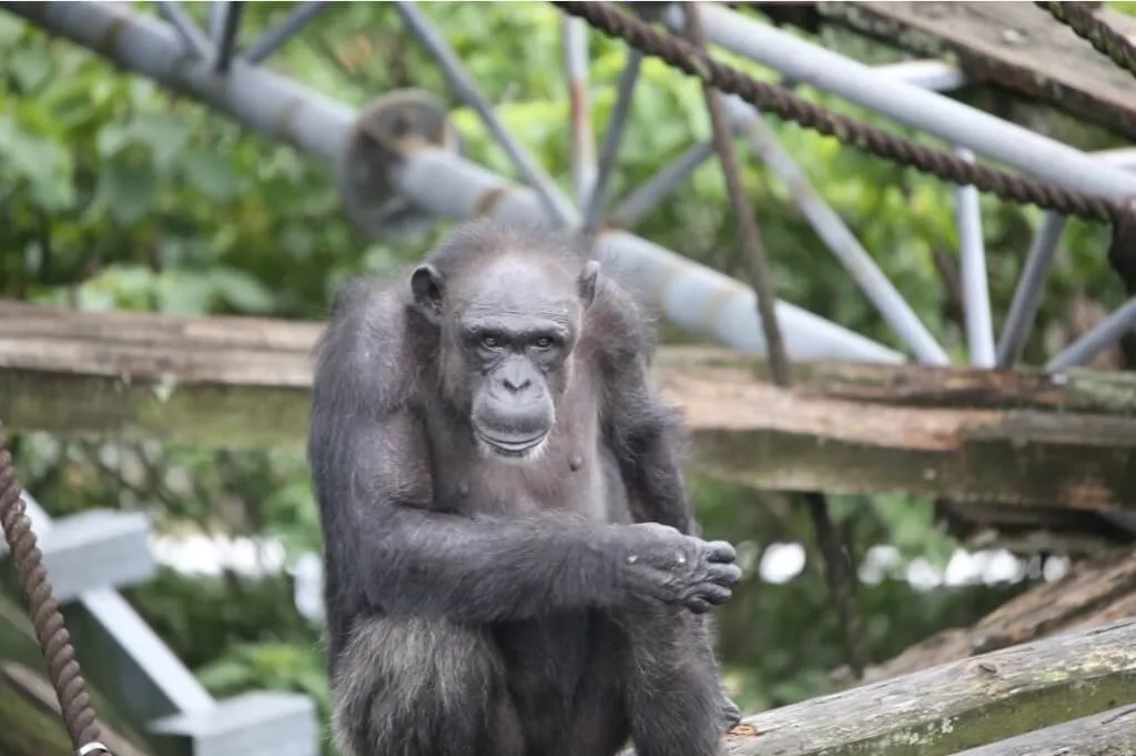 京都大學研究中的黑猩猩「愛」，曾能辨識漢字、顏色與數字，是靈長類認知研究的重要代表。（翻攝自京都大學人類行為演化研究中心）