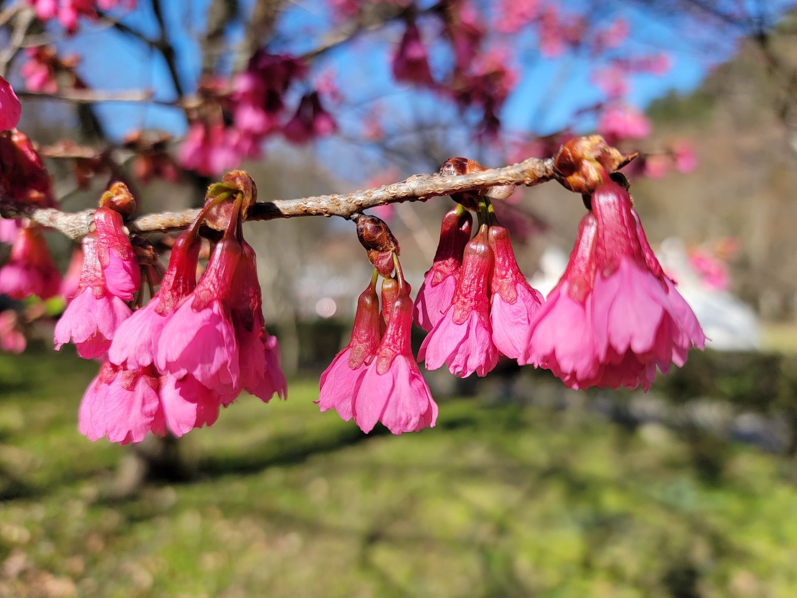 山櫻花顏色近桃紅色，是最早開花的品種。（翻攝奧萬大自然教育中心粉絲團）