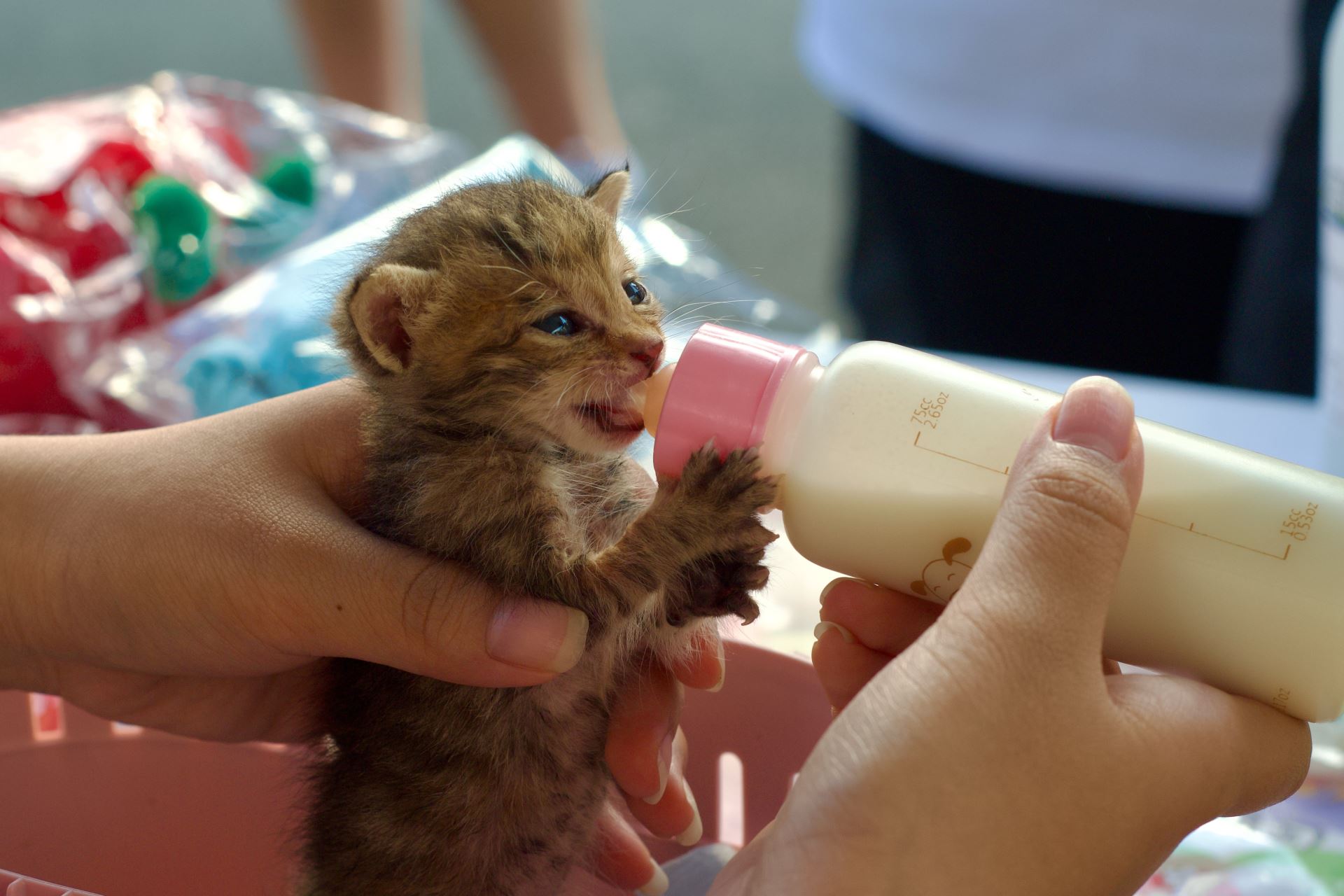新北市動保處建議民眾救援時先套上手套或塑膠袋再行移動，因奶貓沾上人的氣味，容易被貓媽媽拋棄。（新北市動保處提供）