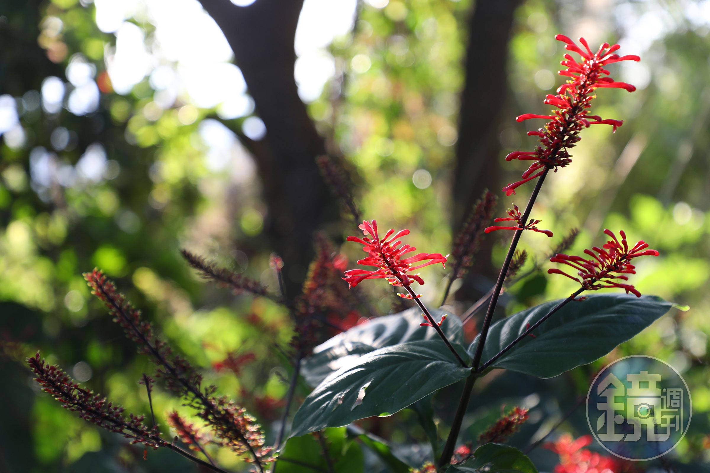 步道兩旁常能發現色彩豔紅、呈現一串串長筒狀的「紅樓花」。