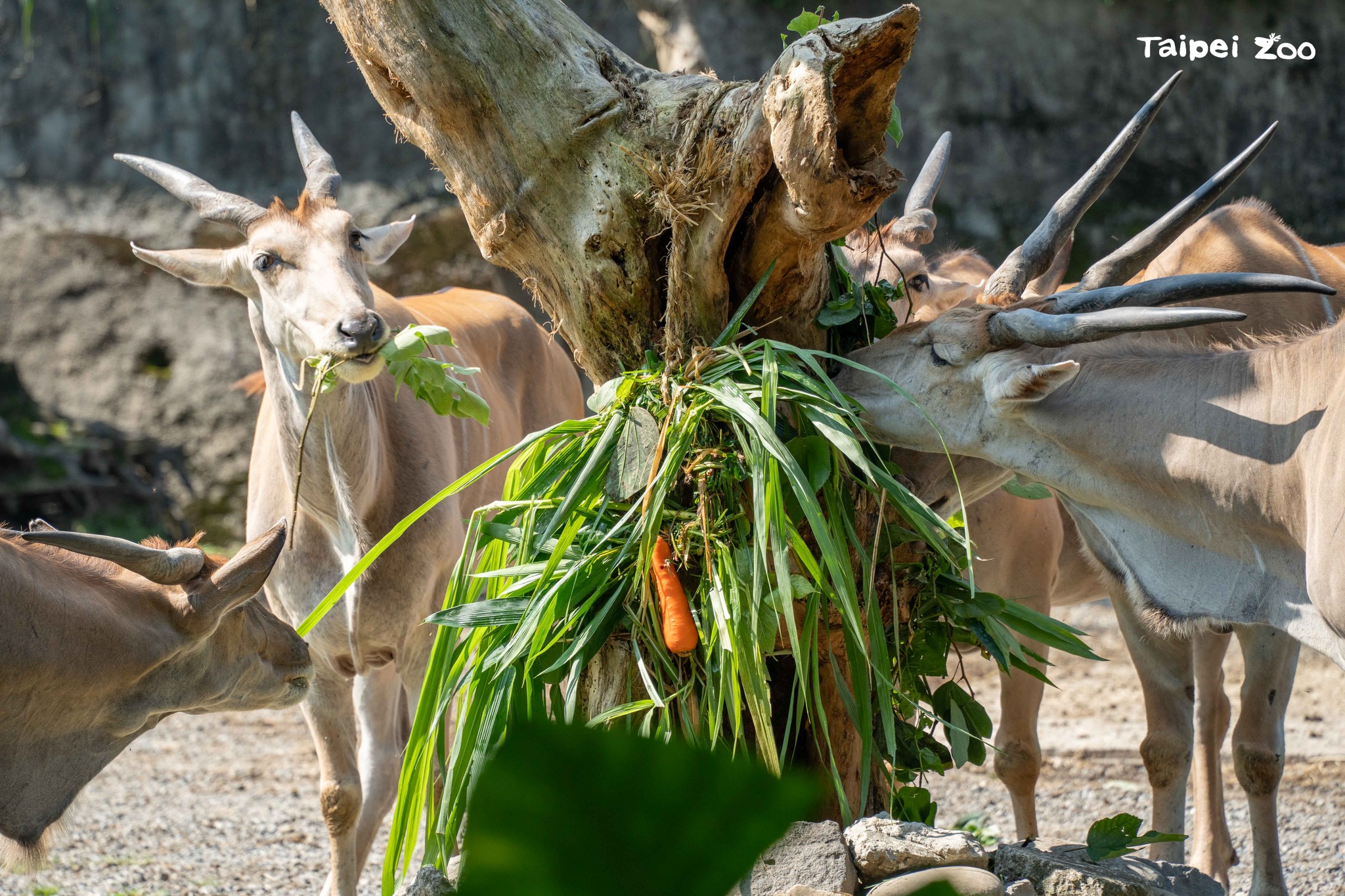 保育員為伊蘭羚特標編織可食用的「狼尾草桂冠」。（台北市立動物園提供）