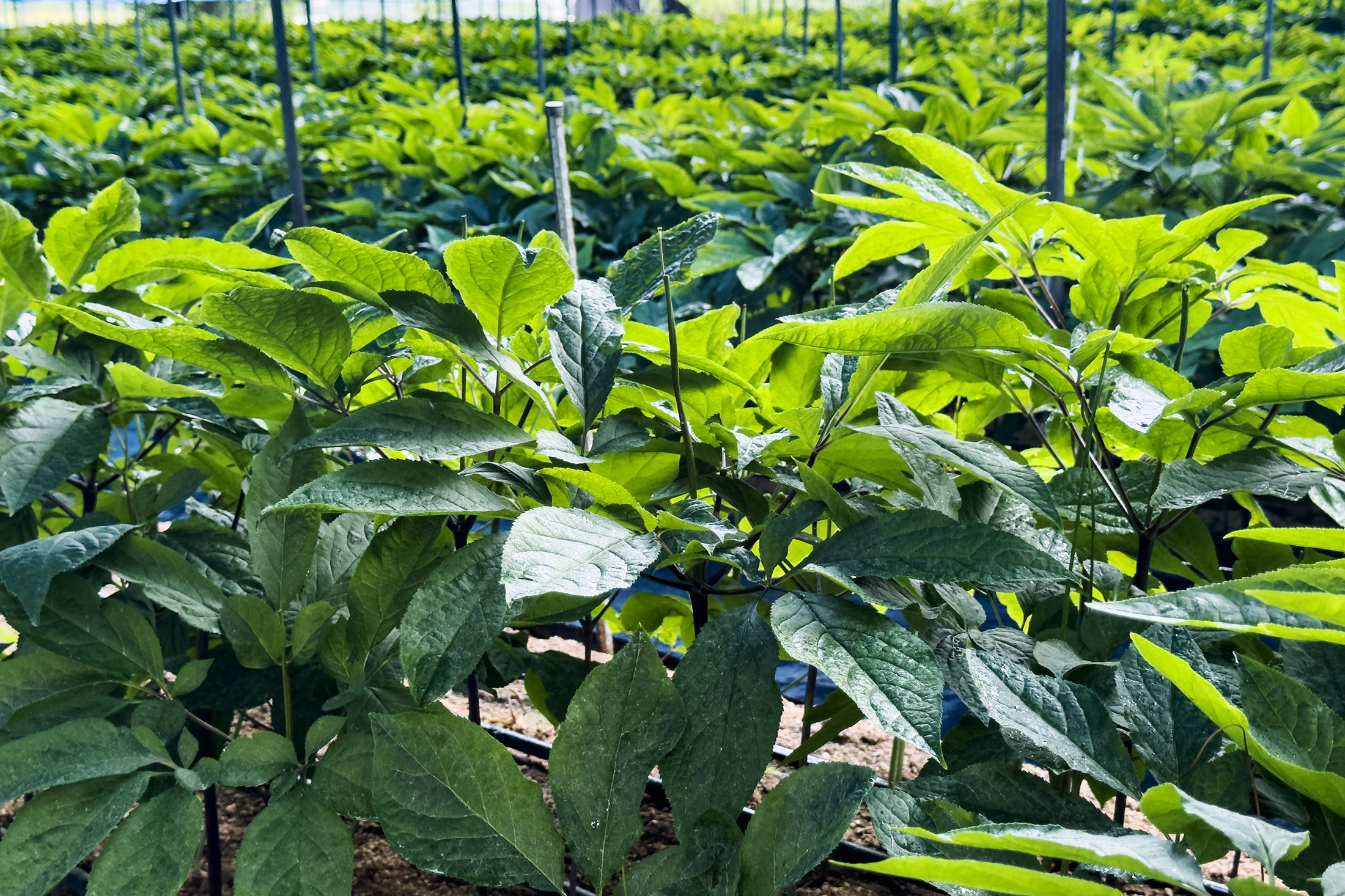 製作人蔘酒之前，嚮導會先帶我們走進人蔘田，認識並找出六年根的人蔘。