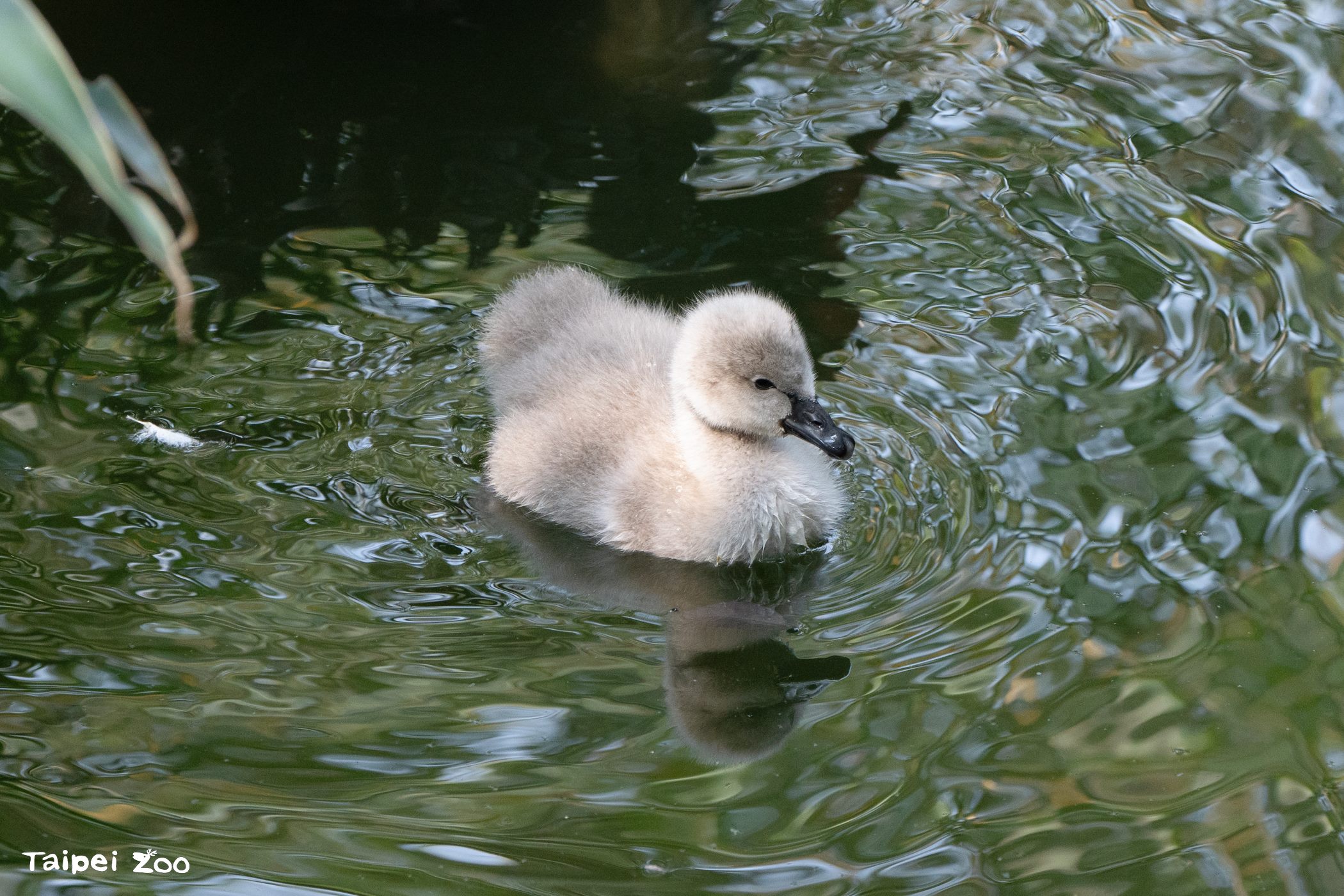 台北動物園首隻醜小鴨誕生。（取自台北動物園官網）