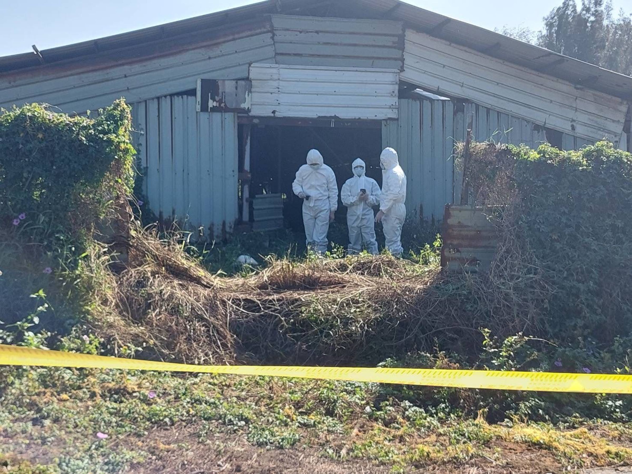 苗栗一間種鵝場發現H5N1禽流感病例，今執行撲殺程序作業。（苗栗動物保護防疫所提供）