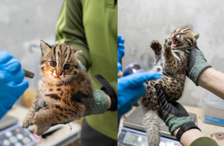 小石虎初登場，睜著圓圓大眼窺探世界，將在滿4個月後展開野放訓練之路。民眾可參與命名活動，為這對『雙姝捲』寫下專屬名字，與牠們一同展開成長冒險。（北市動物園提供）