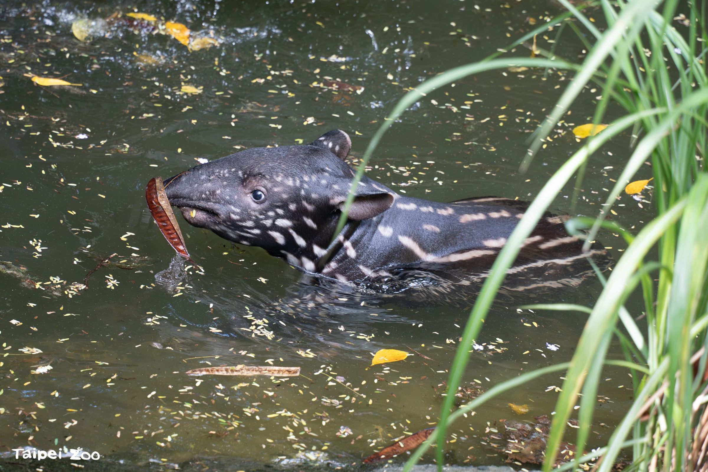 寶寶「嘴邊肉」超萌模樣曝光。(取自動物園官網)