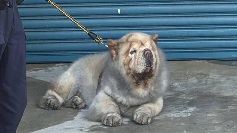 消防隊員從3樓救出一隻飽受驚嚇的鬆獅犬。（民眾提供）