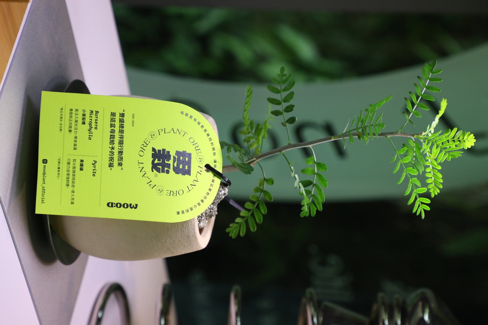 「母栽」貼心的放上吊牌，上面說明礦石和植物，並給予盆栽祝福語。