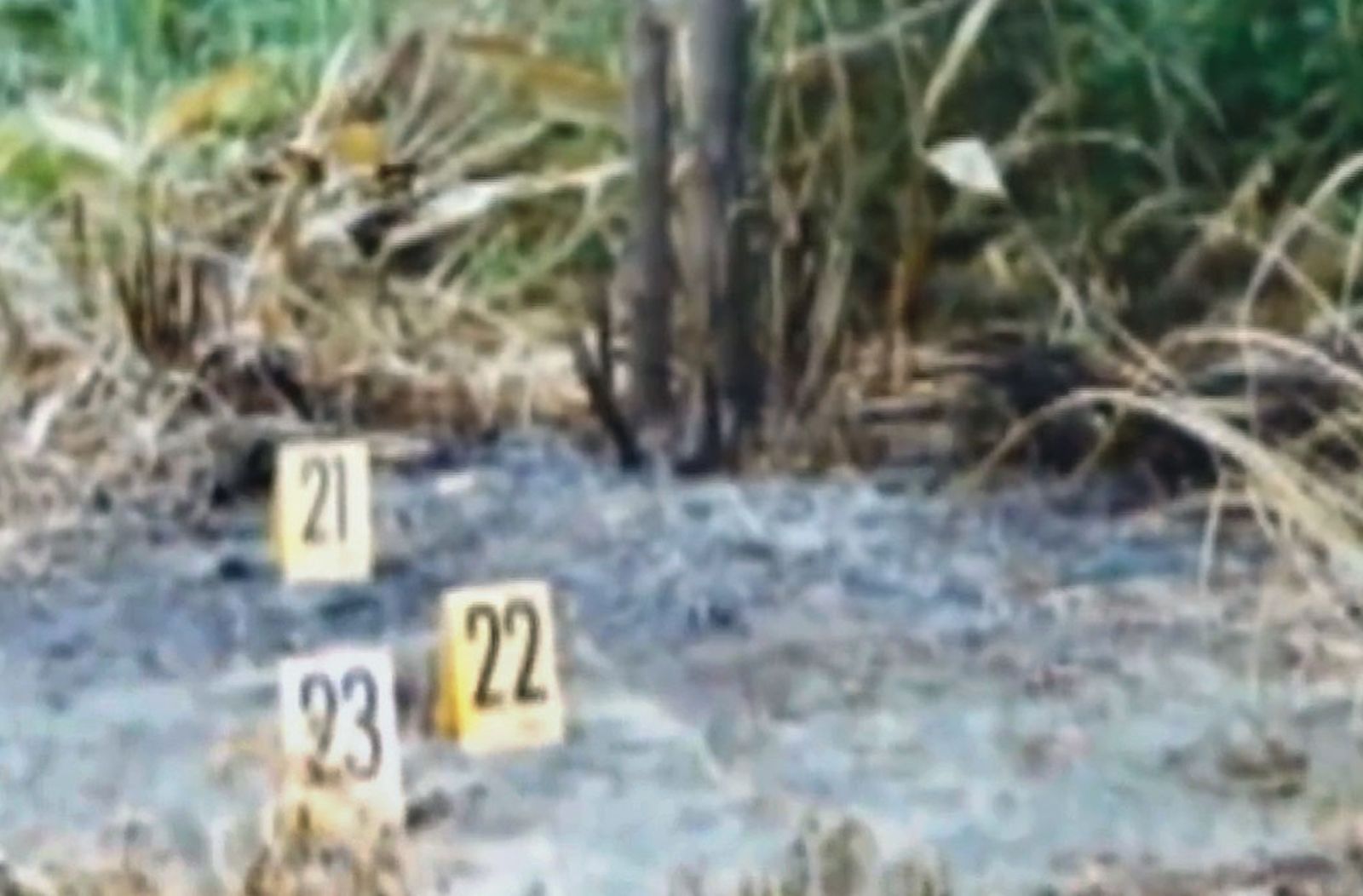 女業務員被綁在樹上焚燒，連附近的草木也被燒成灰燼。（翻攝東森新聞）