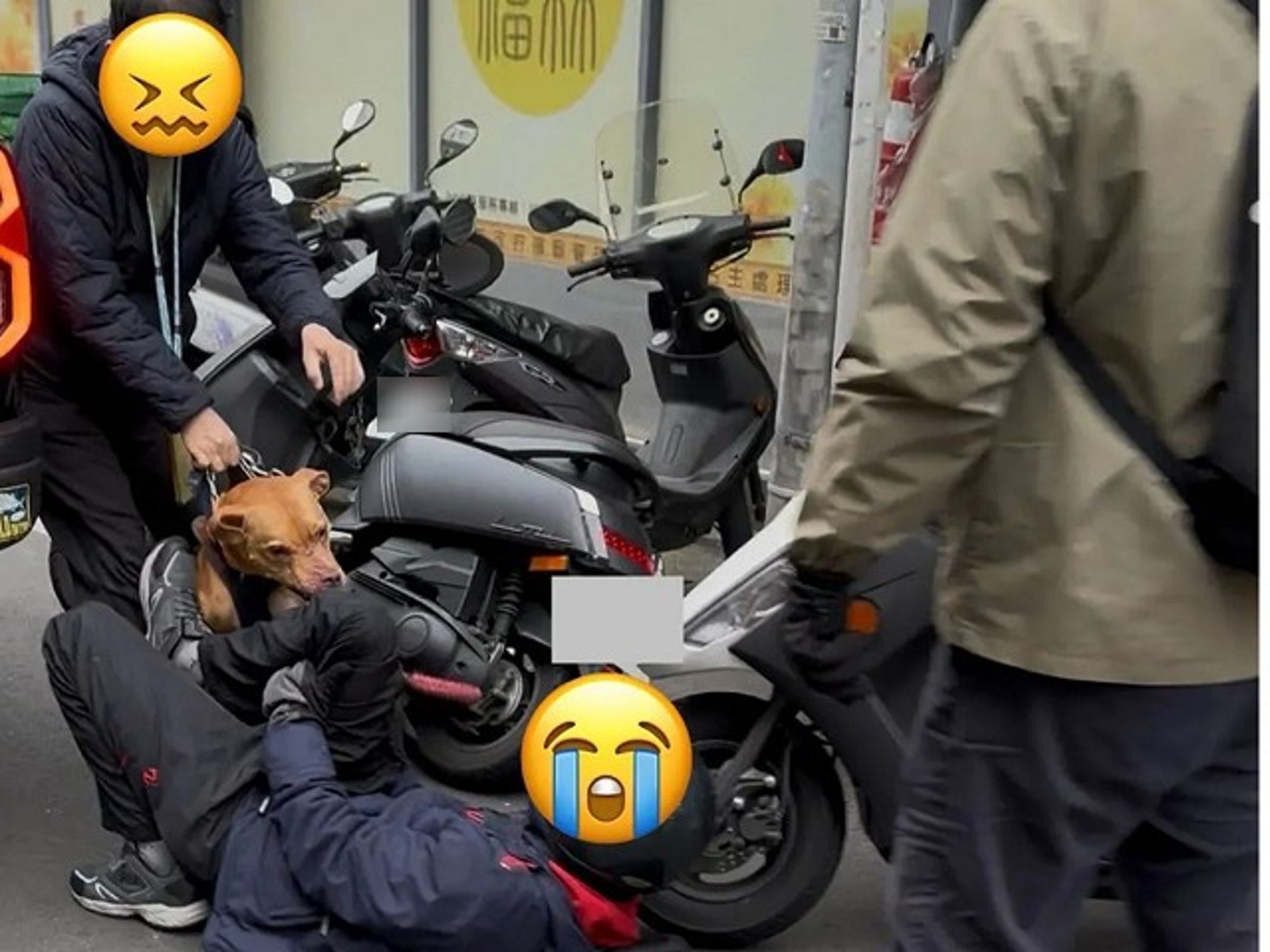 北市「咬人比特犬」已遭動保處沒入，暫不安樂死！有望開放認養。（翻自PTT）