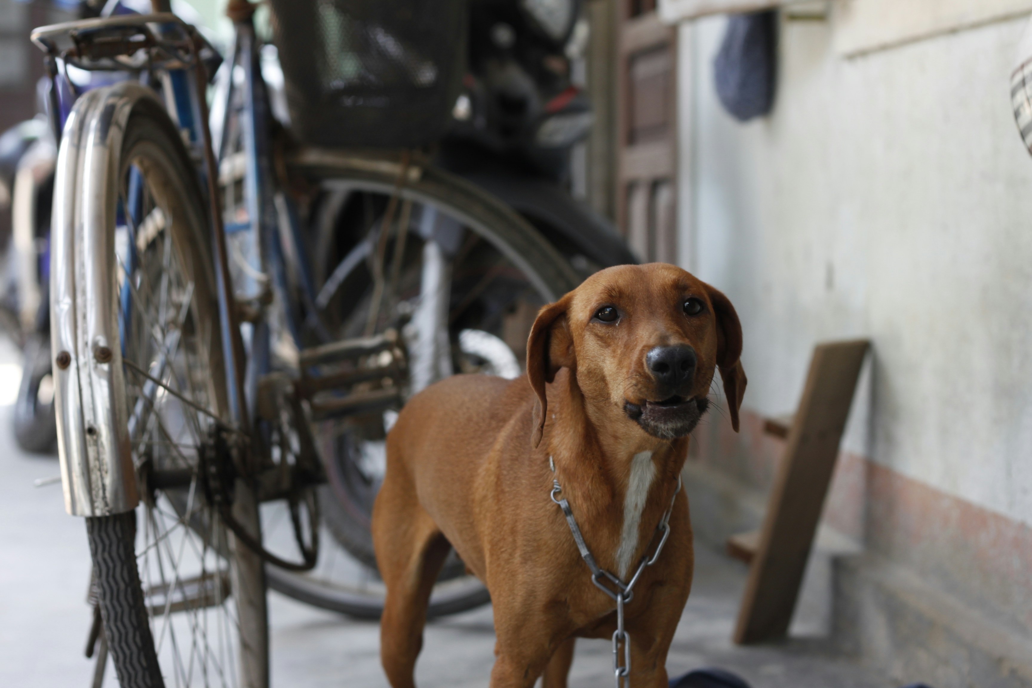 台中市一名老翁飼養的流浪狗脫逃，與一名女騎士發生碰撞，導致女騎士摔進果園身亡。（示意圖，取自Unsplash）