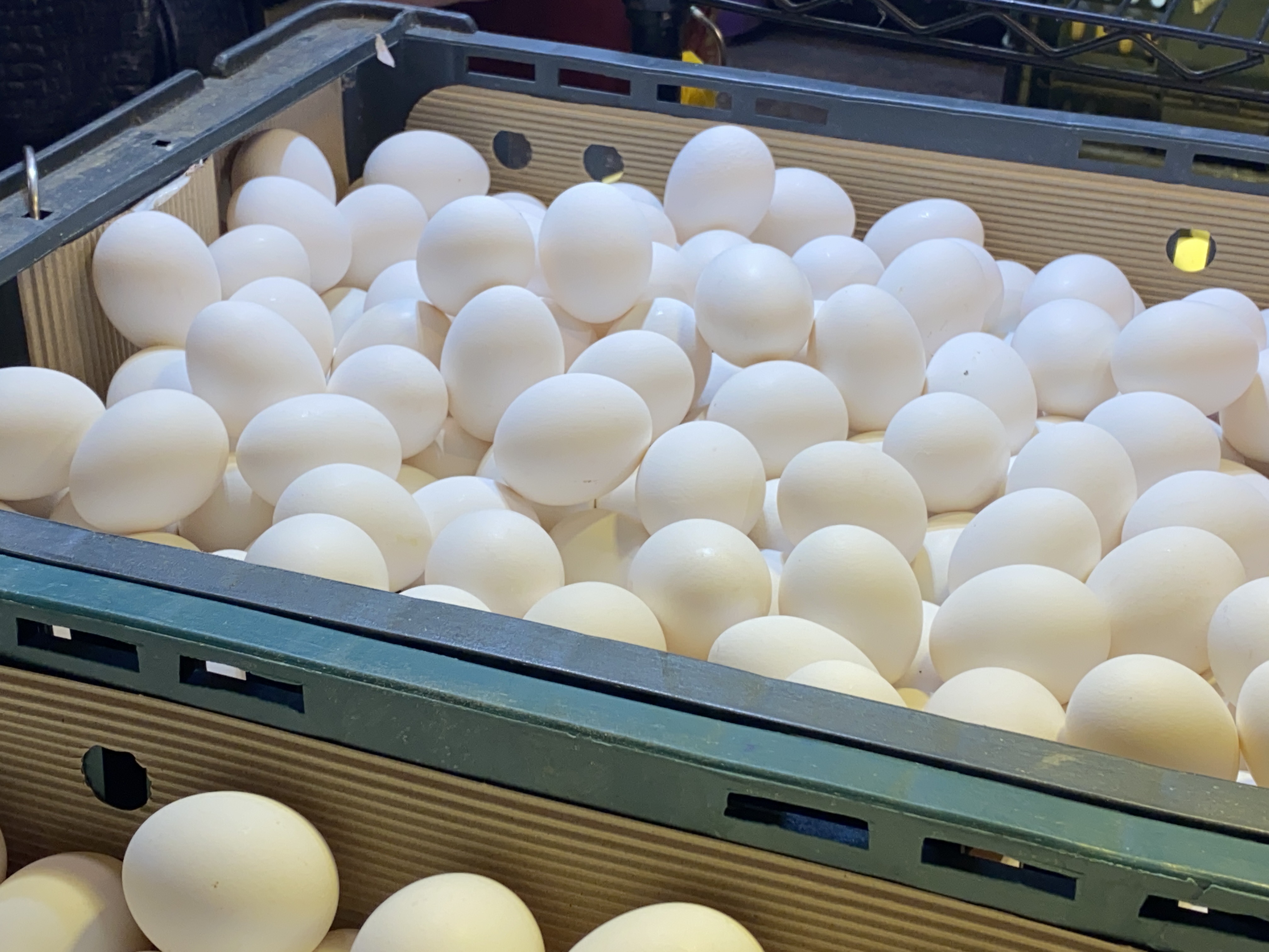 蛋價持續下跌，蛋商呼籲通路端和餐飲業者也應該同步調降售價。（本刊資料照）