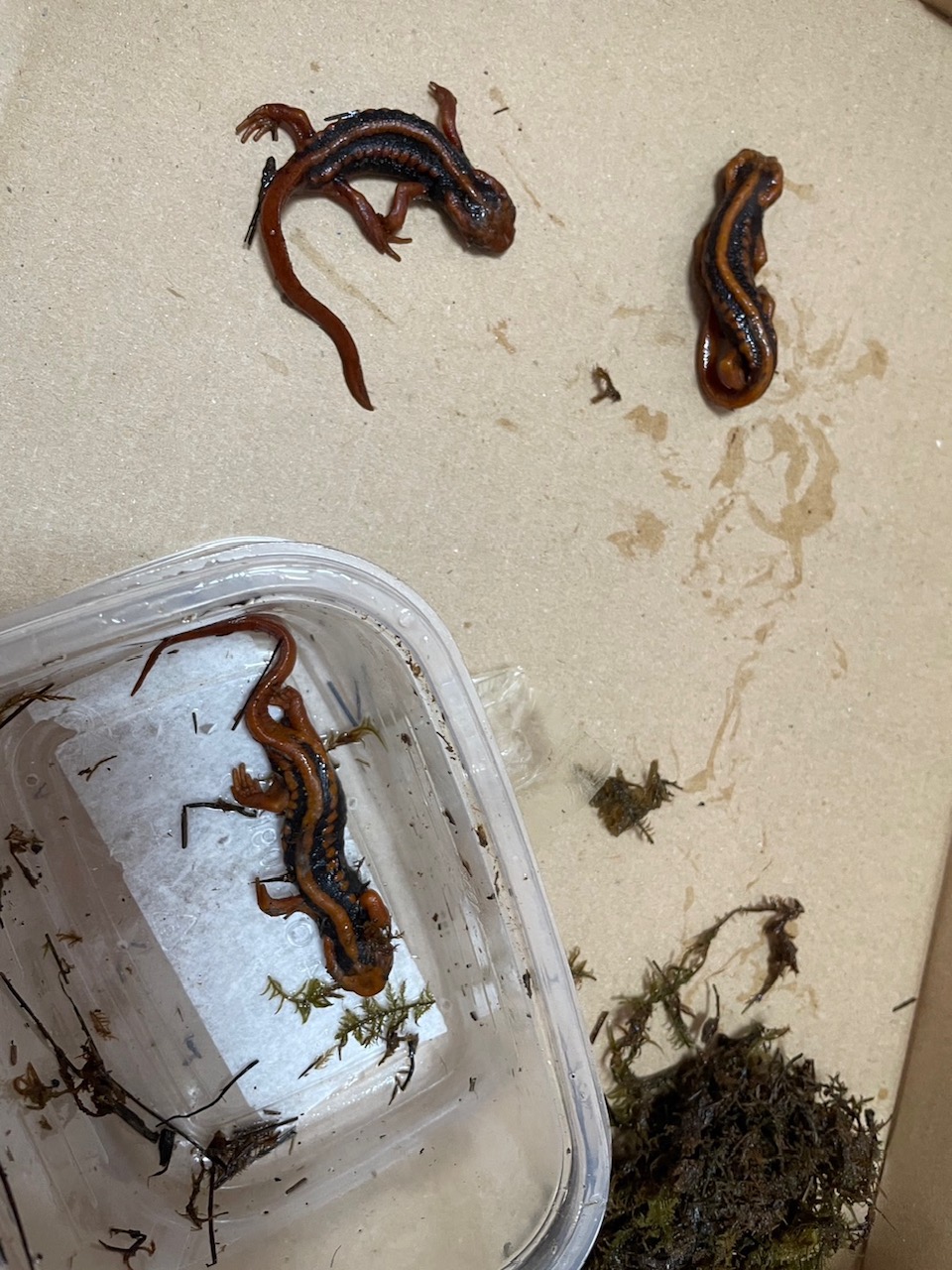 可疑船舶私運爬蟲類動物入境。（海巡署提供）