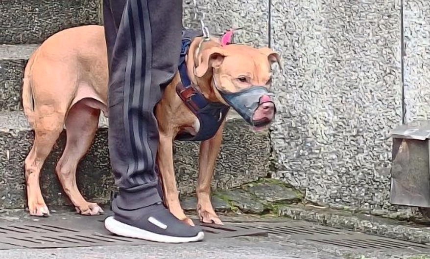 二度跳窗咬傷騎士的Lucky，目前被戴上嘴套，並帶至動保處安置。（台北市動保處提供）