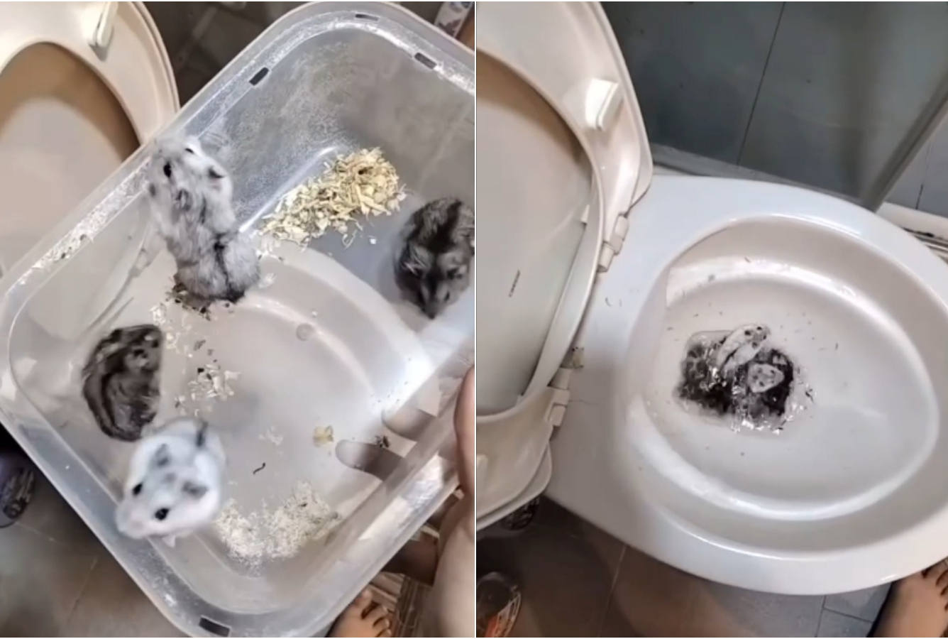可愛的倉鼠被1名女子分批丟馬桶沖掉，畫面相當殘忍。（翻攝Threads）