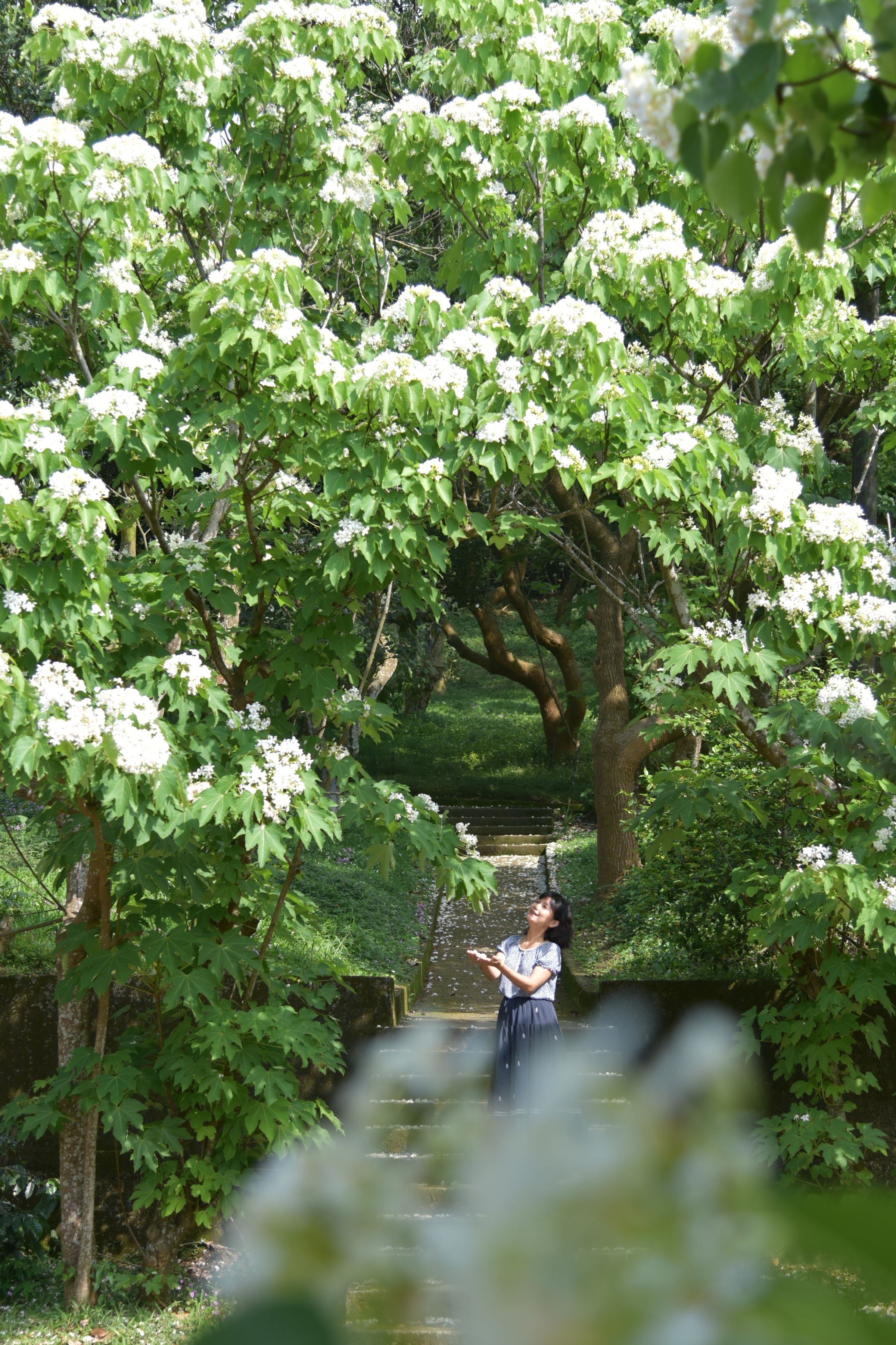 仁和步道兩側林蔭成群,景觀優美,桐花盛開時更是打卡熱點。(圖/賴玉萍)