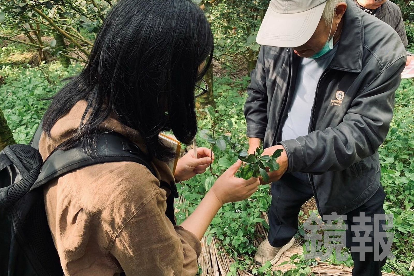 苦茶癌油責任鏈曝光!永豐餘生技強調「親赴阿里山查契作」 這2家說法陷羅生門