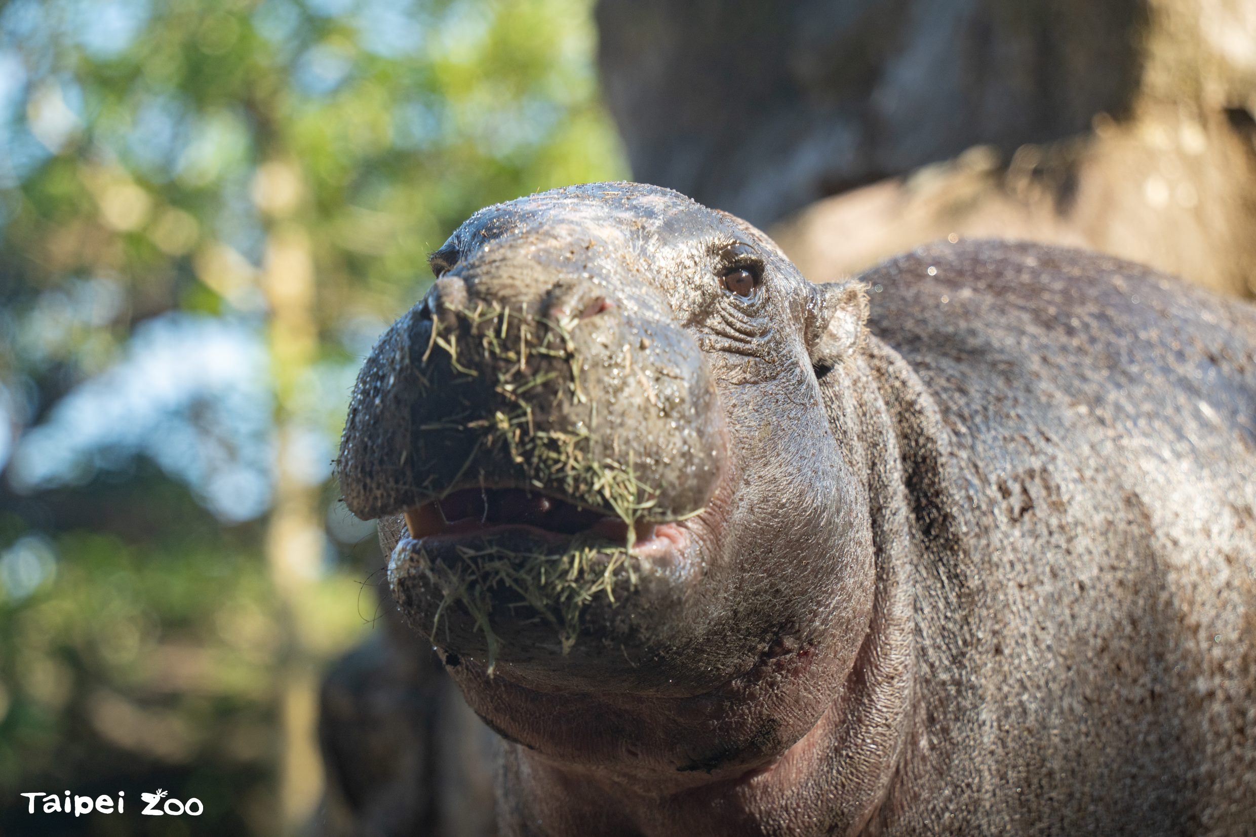 Thabo將在19日亮相台北市立動物園非洲區。（台北市立動物園提供）