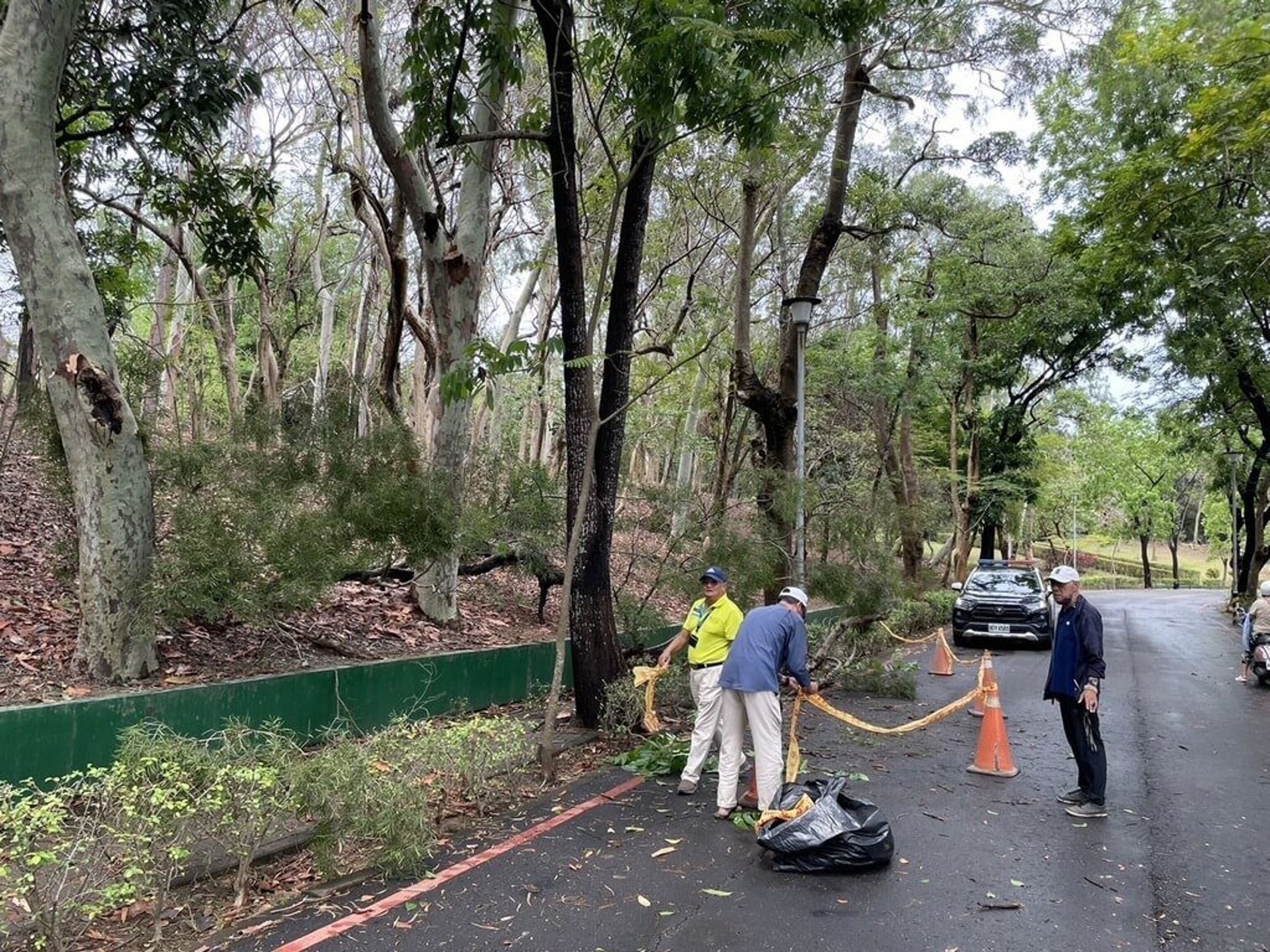 高雄市澄清湖風景區有棵相思樹倒下,不幸砸死一名66歲男子。(翻攝自畫面)