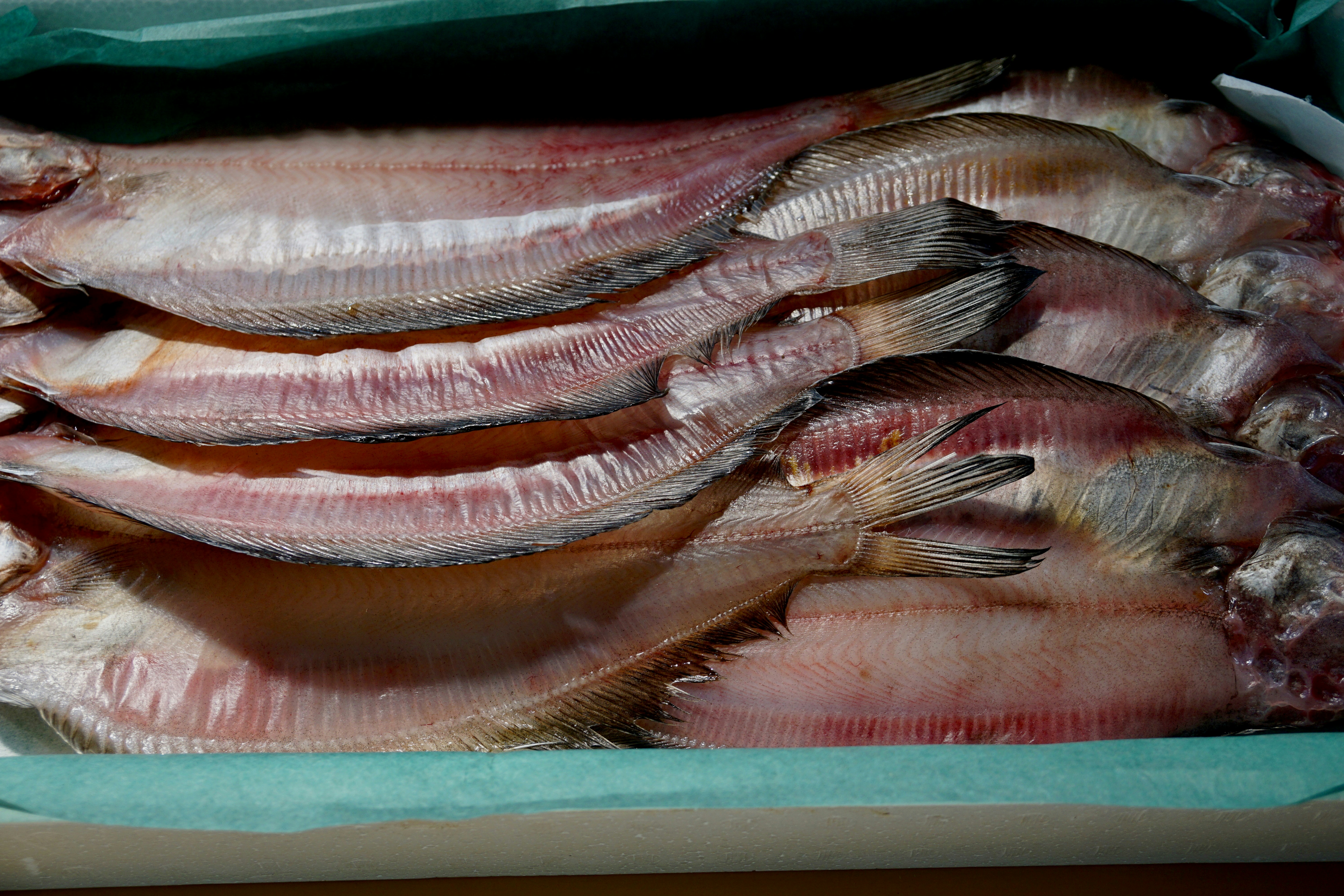 日本2025年農林水產與食品出口額達1.7兆日圓，並未受到中國抵制而減少。 （示意圖，取自Pexels）